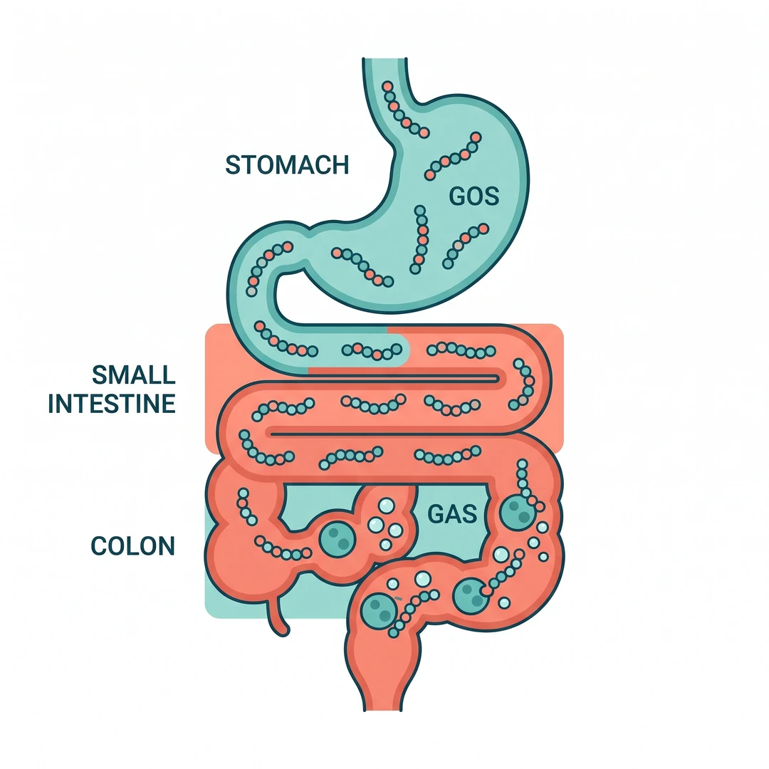 Diagram of GOS sugar chains passing through stomach and small intestine to ferment in the colon as gas